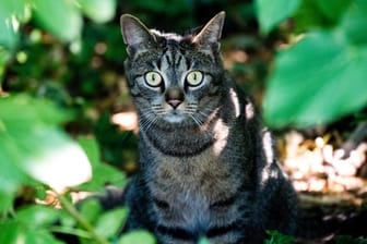 Eine junge Katze sitzt in einem Gebüsch