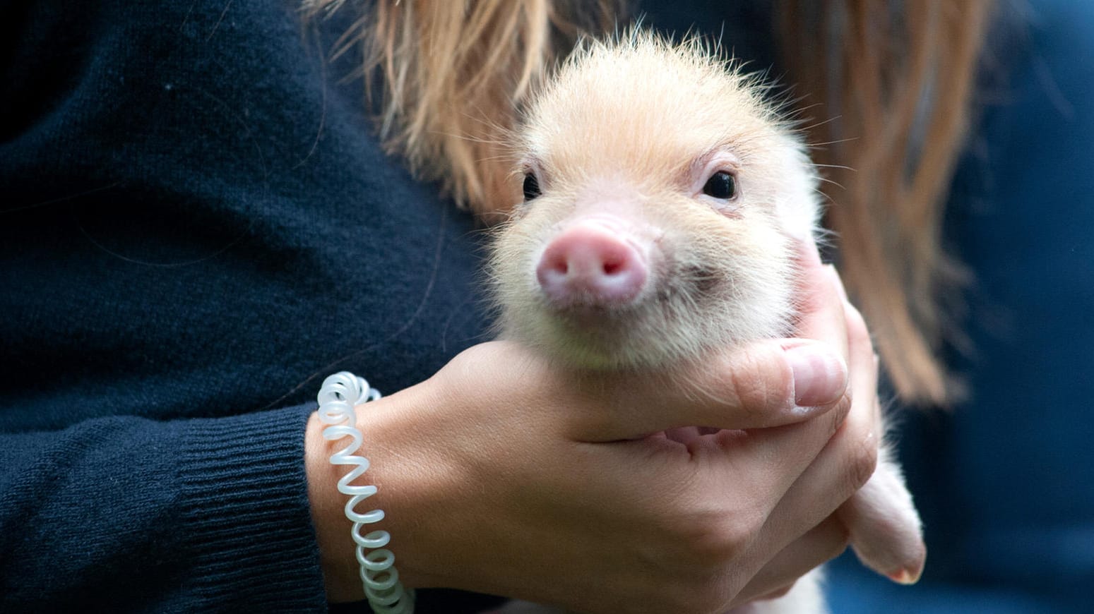 Ein Schwein als kuscheliges Haustier? Prof. Dr. Arnd Diringer erzählt von zwei kuriosen Gerichtsurteilen, die genau diese Frage beantworteten