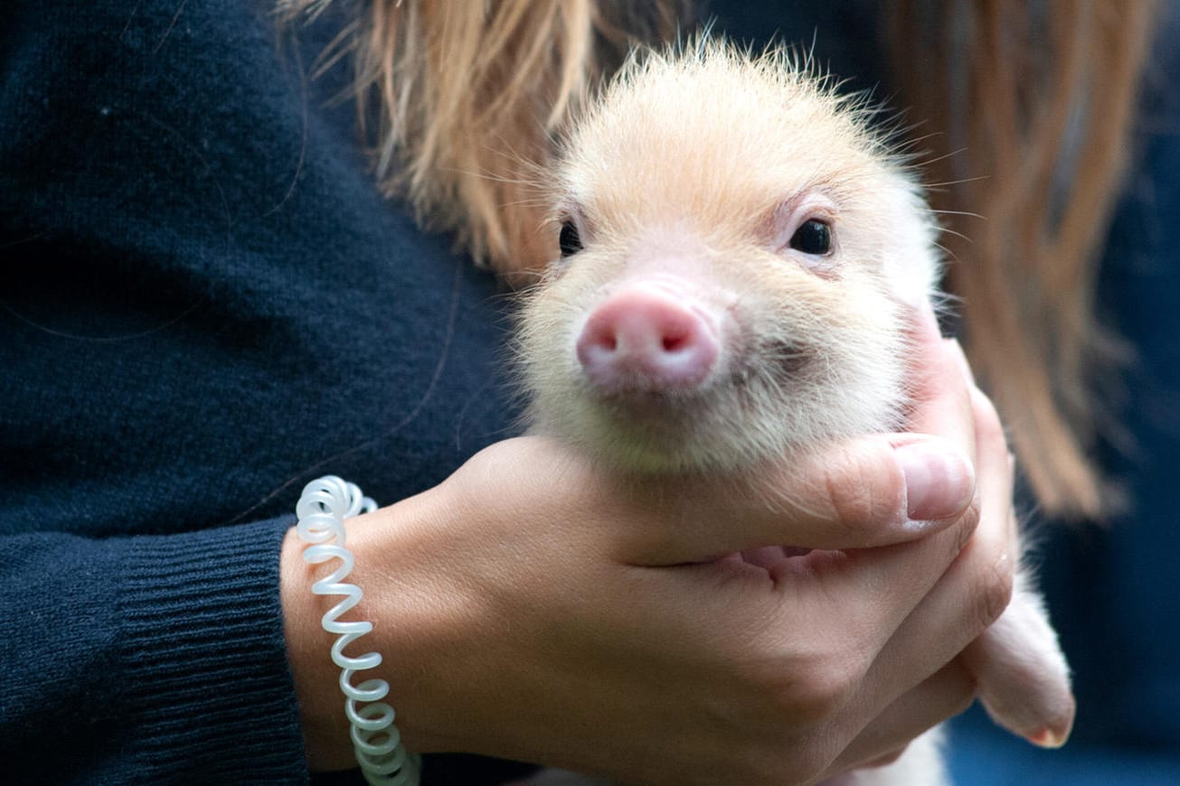 Ein Schwein als kuscheliges Haustier? Prof. Dr. Arnd Diringer erzählt von zwei kuriosen Gerichtsurteilen, die genau diese Frage beantworteten