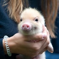 Ein Schwein als kuscheliges Haustier? Prof. Dr. Arnd Diringer erzählt von zwei kuriosen Gerichtsurteilen, die genau diese Frage beantworteten