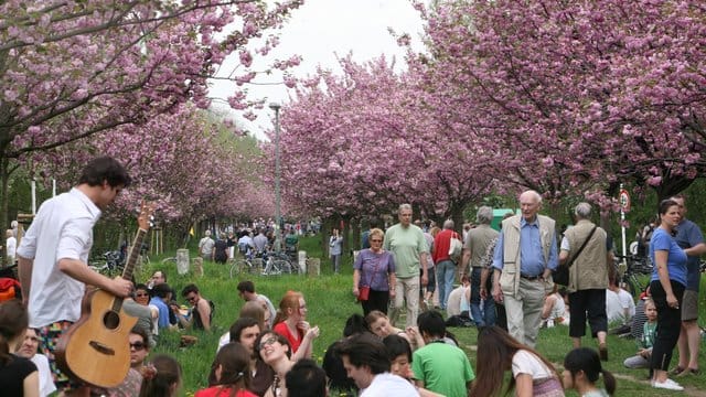 Besucher des Kirschblütenfestes Hanami