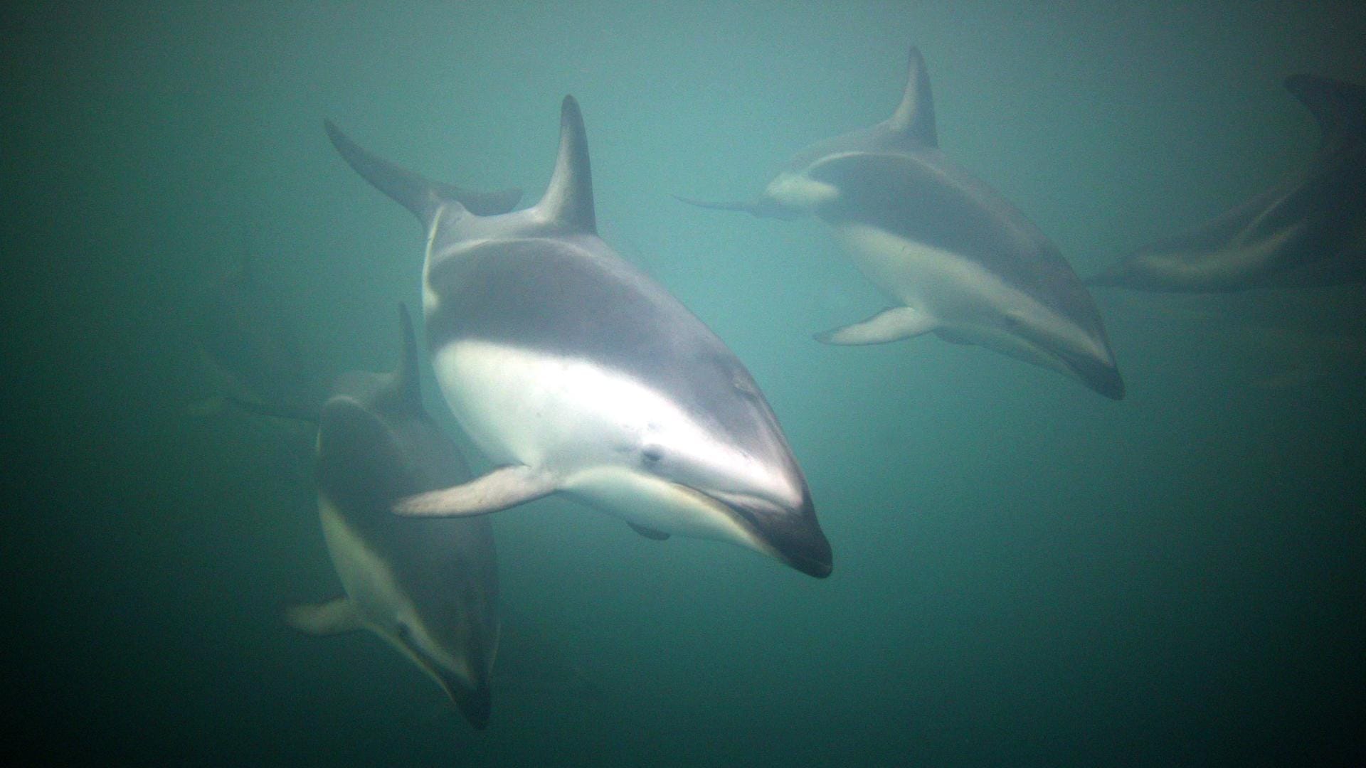 Eine Gruppe von Schwarzdelfinen (Lagenorhynchus obscurus) in freier Wildbahn: Die Tiere gelten als besonders verspielt. (Symbolbild)