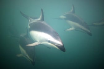 Eine Gruppe von Schwarzdelfinen (Lagenorhynchus obscurus) in freier Wildbahn: Die Tiere gelten als besonders verspielt. (Symbolbild)