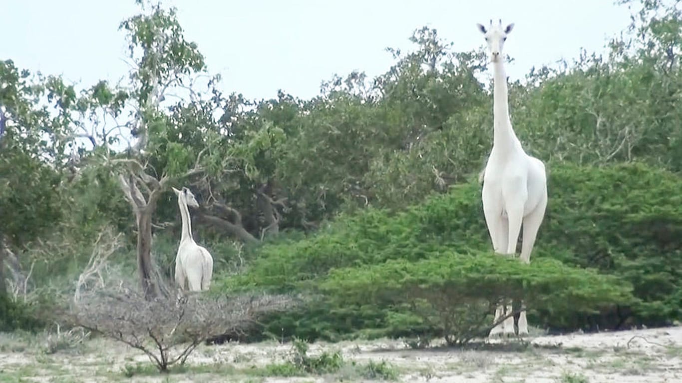 Seltene weiße Giraffe in Kenia: Im Jahr 2017 fotografierten Passanten erstmals eine seltene weiße Giraffe und ihr Kalb in einem Wildtierreservat.