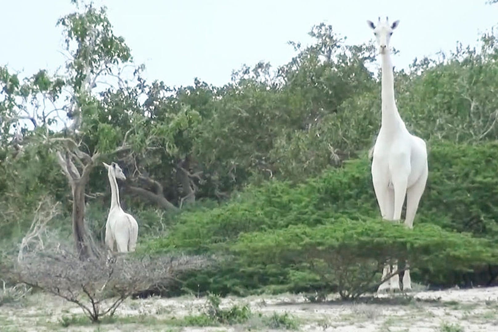 Seltene weiße Giraffe in Kenia: Im Jahr 2017 fotografierten Passanten erstmals eine seltene weiße Giraffe und ihr Kalb in einem Wildtierreservat.