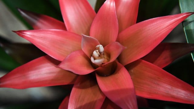 Bromelien - hier eine Guzmania-Hybride - blühen nur einmal.