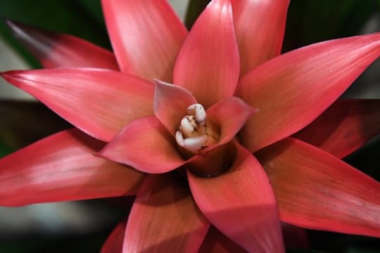 Bromelien - hier eine Guzmania-Hybride - blühen nur einmal.