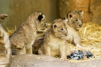 Die neu geborenen Leipziger Löwen-Babys im Februar: Die Jungen waren am ersten und zweiten Weihnachtsfeiertag auf die Welt gekommen.
