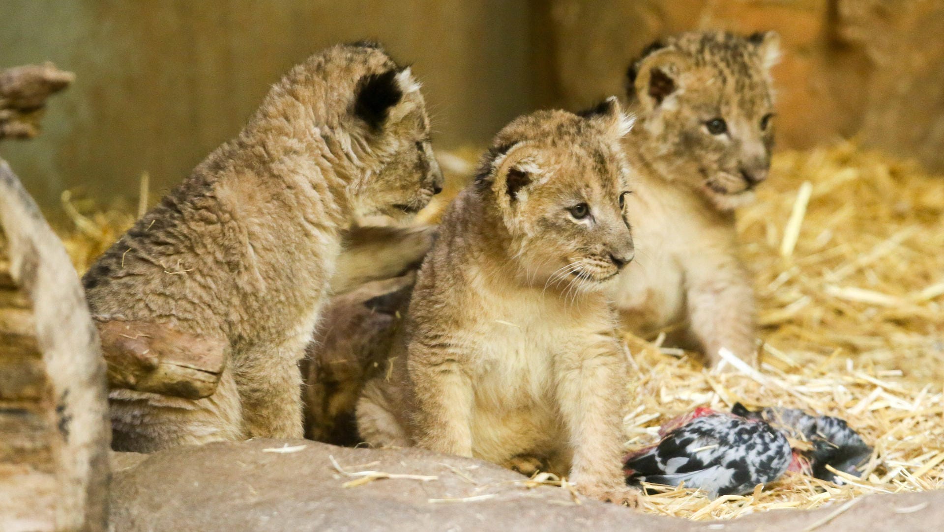 Die neu geborenen Leipziger Löwen-Babys im Februar: Die Jungen waren am ersten und zweiten Weihnachtsfeiertag auf die Welt gekommen.