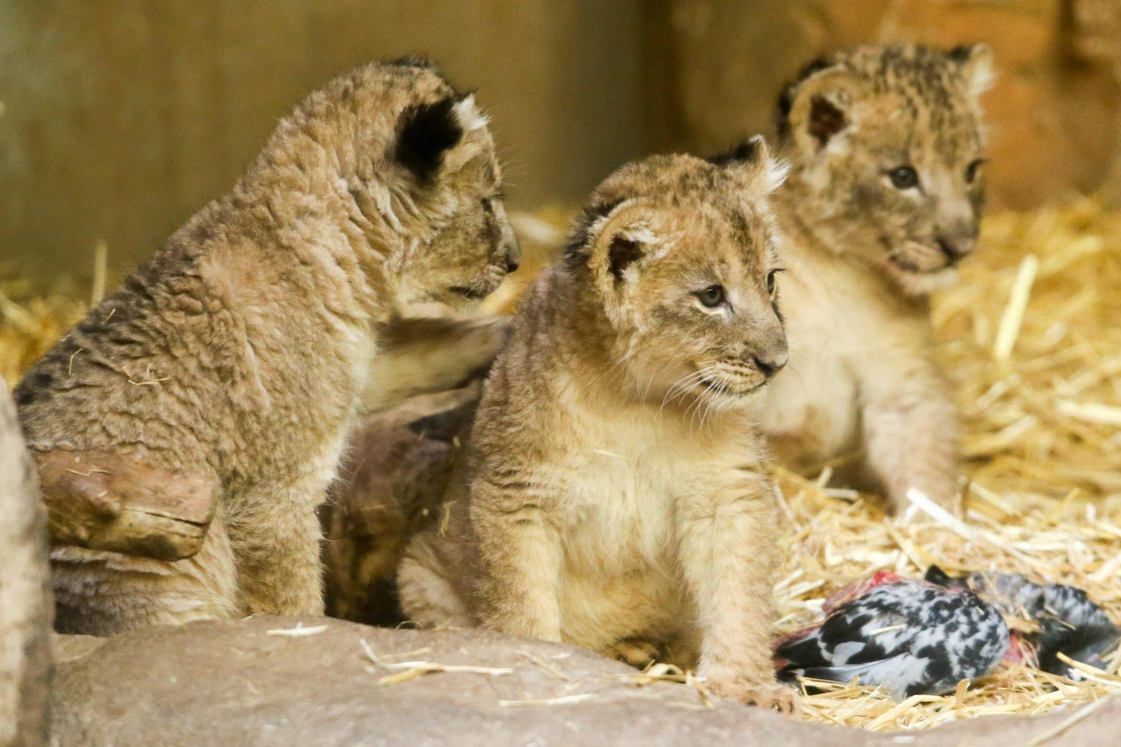 Die neu geborenen Leipziger Löwen-Babys im Februar: Die Jungen waren am ersten und zweiten Weihnachtsfeiertag auf die Welt gekommen.