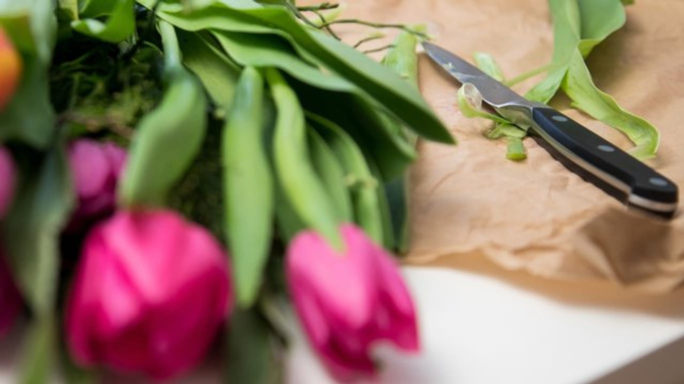 Die Stiele von Tulpen werden am besten mit dem Messer und nicht mit der Schere angeschnitten.