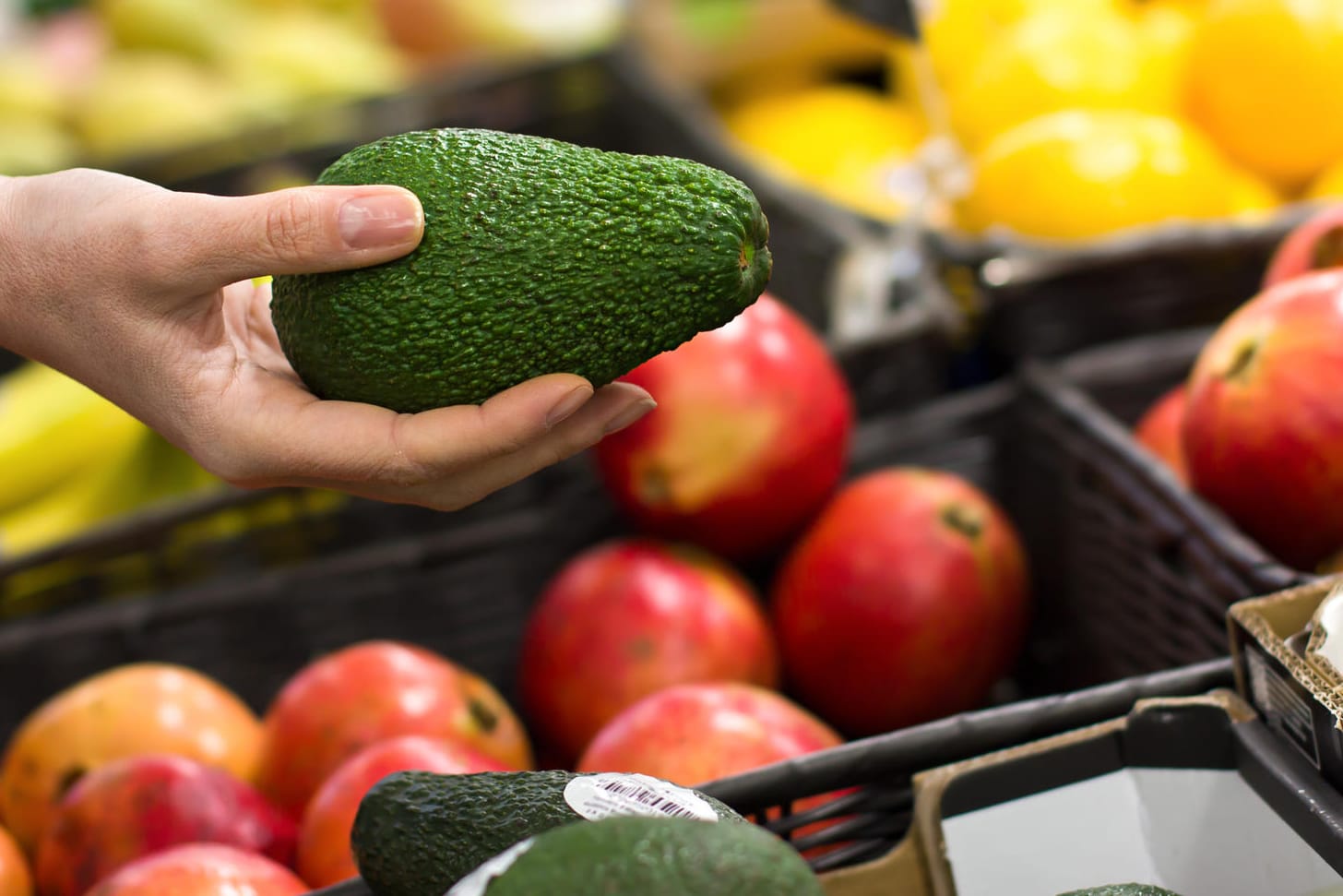 Harte Avocado: Nicht vorgereifte Avocados reifen auch zu Hause bei Zimmertemperatur.