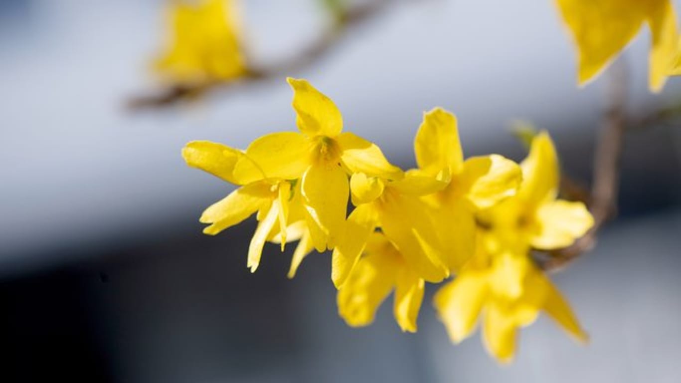Leuchtend gelb kündigt die Forsythie den Frühling an.