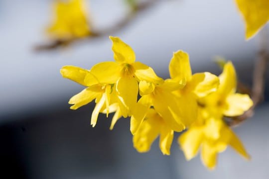 Leuchtend gelb kündigt die Forsythie den Frühling an.