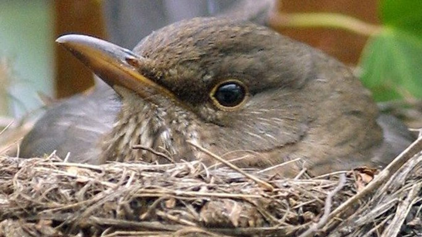 Eine Amsel sitzt in ihrem gerade fertiggestellten Nest und brütet ihre Eier aus.