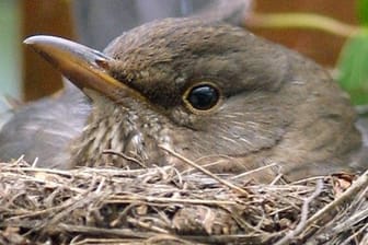 Eine Amsel sitzt in ihrem gerade fertiggestellten Nest und brütet ihre Eier aus.