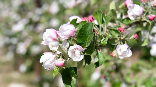 Blüten an einem Apfelbaum