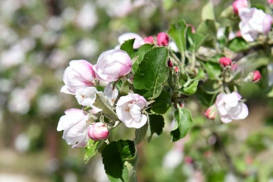 Blüten an einem Apfelbaum