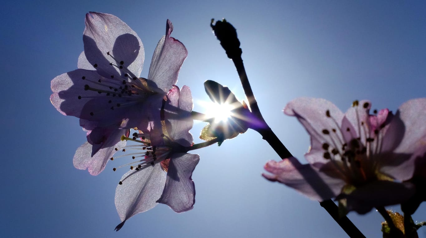Blüten einer Zierkirsche blühen in Duisburg: In den kommenden Tagen ist mit schönem Wetter zu rechnen.