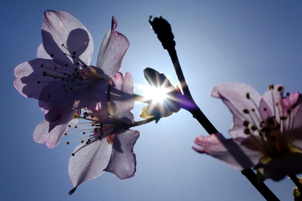 Blüten einer Zierkirsche blühen in Duisburg: In den kommenden Tagen ist mit schönem Wetter zu rechnen.