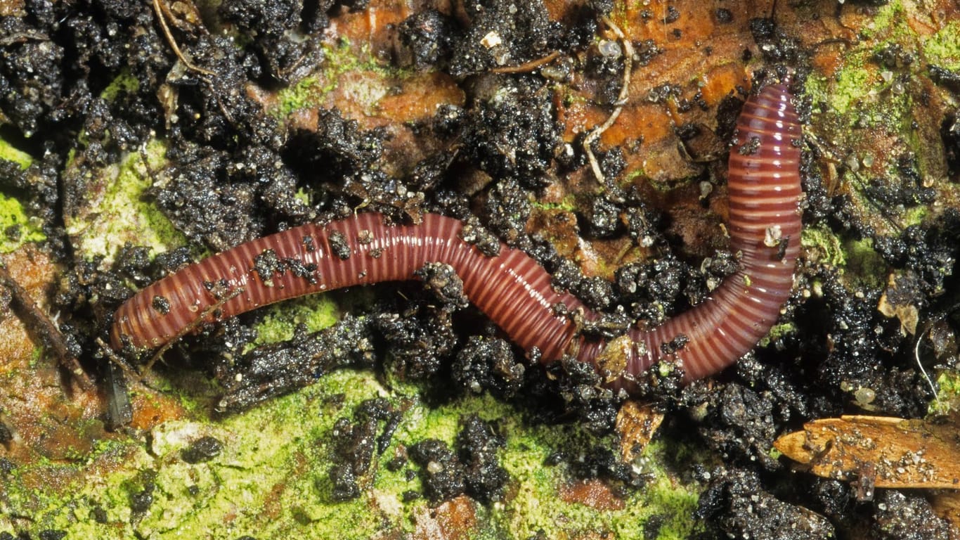 Kompostwurm (Eisenia fetida): Viele Menschen finden Regenwürmer ekelig, dabei sind sie nützliche zweckmäßige Kompostierer.