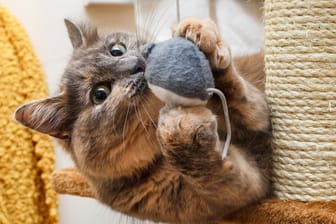 Beschäftigung von Katzen: Bei wilden Jagden nach einem Spielzeug, sollten Halter vermeiden, dass die Katze gegen Möbel läuft.