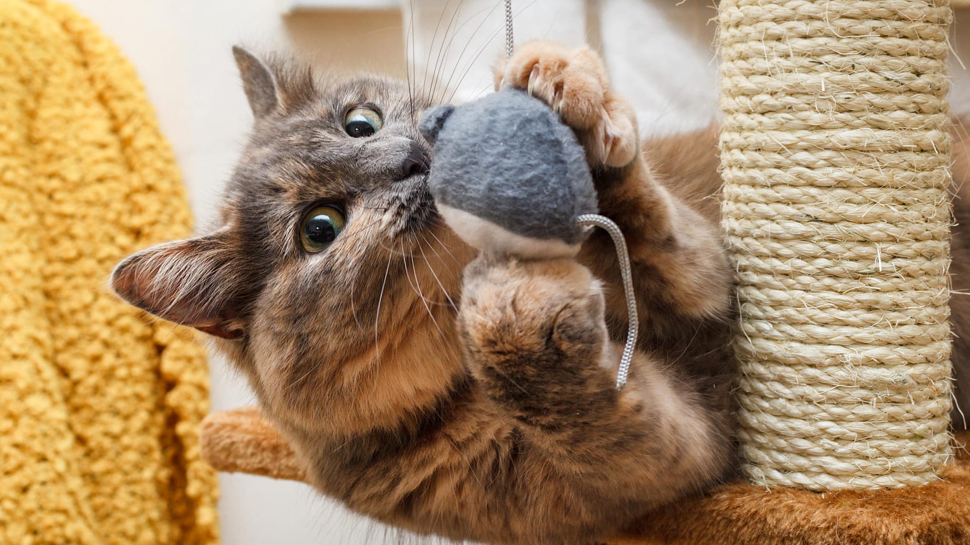 Beschäftigung von Katzen: Bei wilden Jagden nach einem Spielzeug, sollten Halter vermeiden, dass die Katze gegen Möbel läuft.