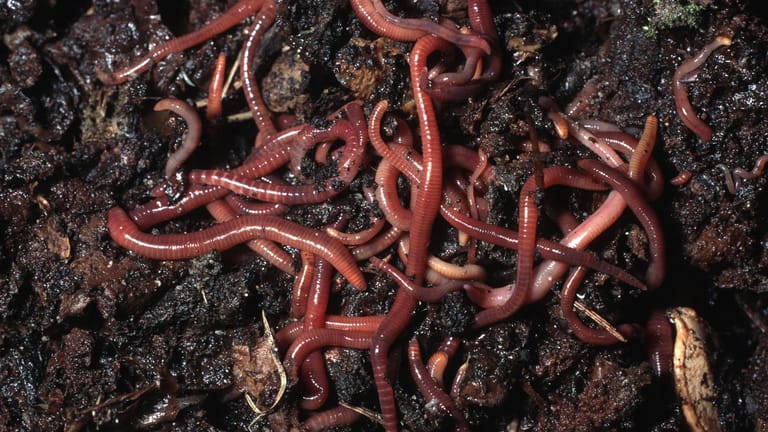 Kompostwürmer (Eisenia fetida): Ihre Ausscheidungen ergeben den dunklen, nährstoffreichen, krümelstabilen Wurmhumus.