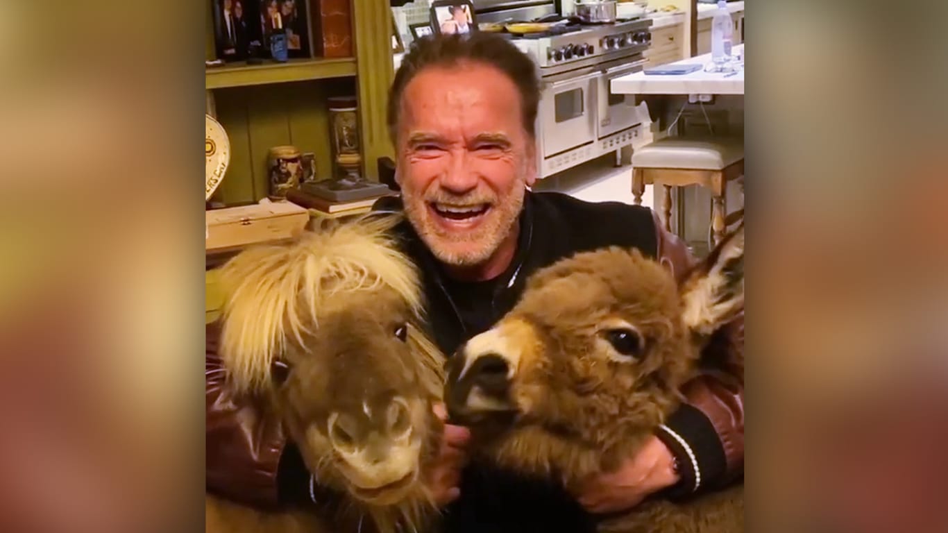 Schwarzenegger nimmt wegen der Corona-Quarantäne Tiere in den Schwitzkasten.
