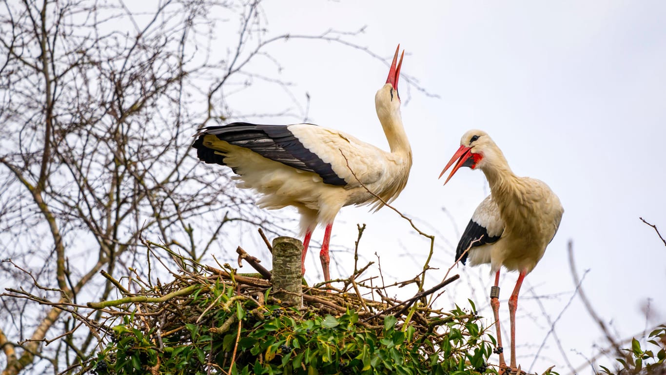 Weißstörche in einer Pfelgestation: Oft überwintern die Vögel in letzter Zeit in Spanien.