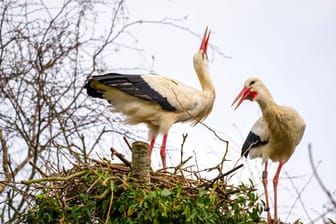 Weißstörche in einer Pfelgestation: Oft überwintern die Vögel in letzter Zeit in Spanien.