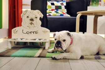 Studiohund Lotte: 12 Jahre war sie ein Teil der Crew am Set vom "Sat.1 Frühstücksfernsehen".