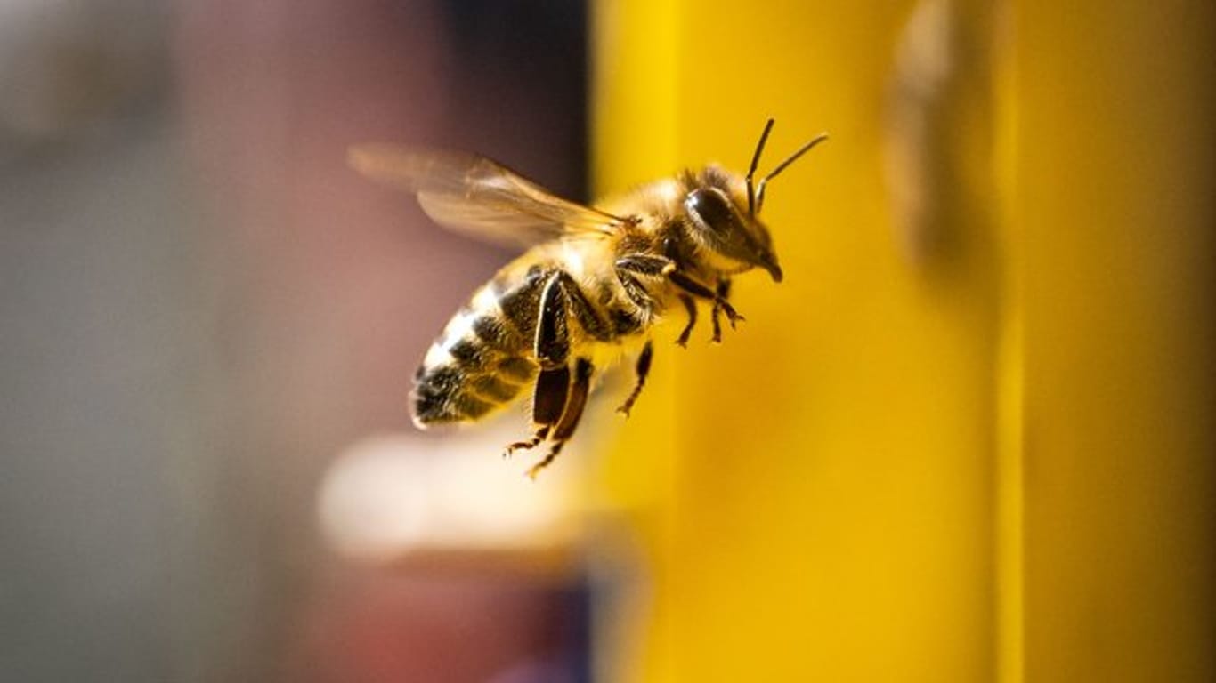Biene: Sie können jetzt schon beobachten, wie die Insekten erste Nahrung sammeln.