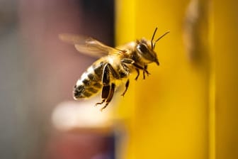 Biene: Sie können jetzt schon beobachten, wie die Insekten erste Nahrung sammeln.
