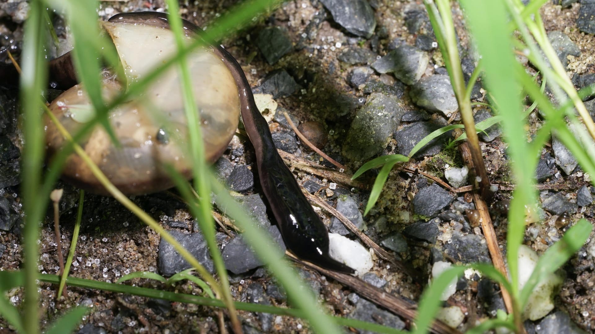 Plattwurm Manokwari: Wie auch der Plattwurm Obama, bekannt als Neu-Guinea Flatworm, ernährt sich der Plattwurm Manokwari von Schnecken und anderen Weichtieren.