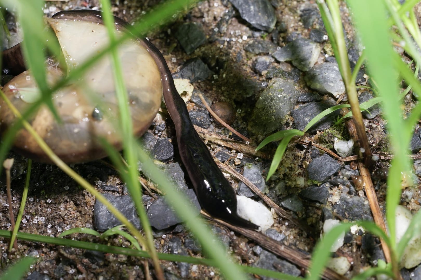 Plattwurm Manokwari: Wie auch der Plattwurm Obama, bekannt als Neu-Guinea Flatworm, ernährt sich der Plattwurm Manokwari von Schnecken und anderen Weichtieren.