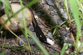 Plattwurm Manokwari: Wie auch der Plattwurm Obama, bekannt als Neu-Guinea Flatworm, ernährt sich der Plattwurm Manokwari von Schnecken und anderen Weichtieren.