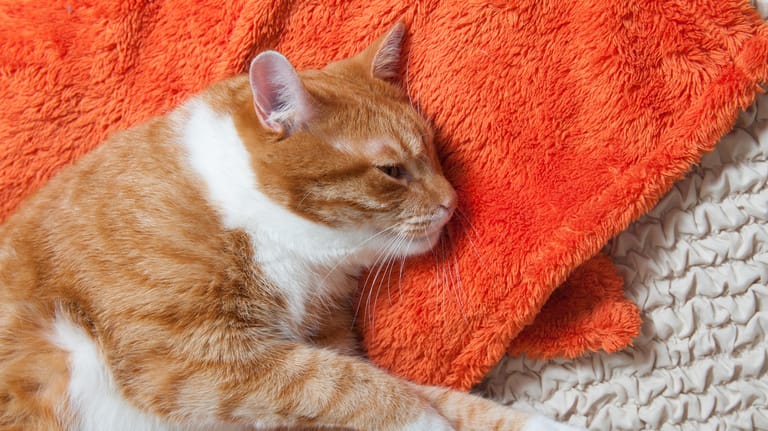 Kranke Katzen: Tiere mit Bauchweh und Verdauungsschmerzen wollen meist weder fressen noch trinken.