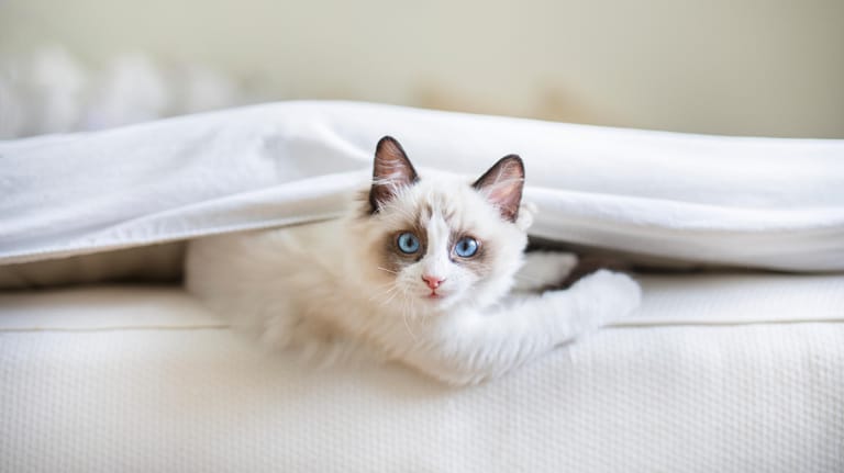 Katze in einem Bett: Urin und Kot sind für die Katze ein wichtiges Kommunikationsmittel, womit sie ausdrückt, dass ihr etwas nicht passt.