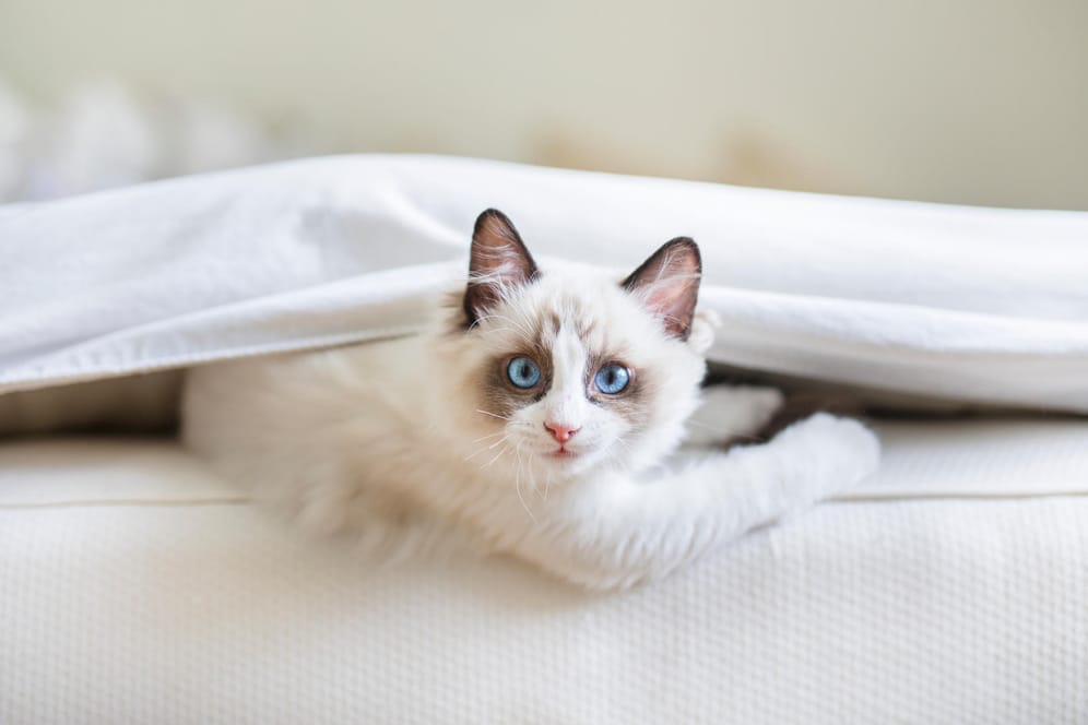 Katze in einem Bett: Urin und Kot sind für die Katze ein wichtiges Kommunikationsmittel, womit sie ausdrückt, dass ihr etwas nicht passt.