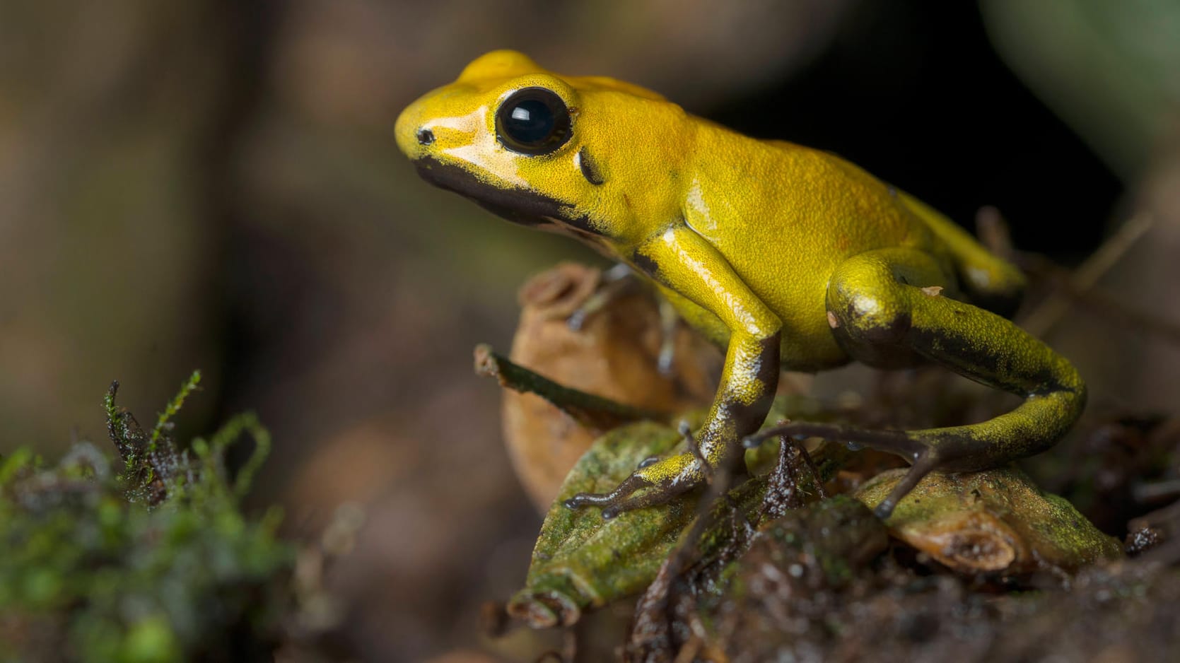 Pfeilgiftfrosch in freier Laufbahn: Die Amphibien zählen zu den giftigsten Tieren der Welt.