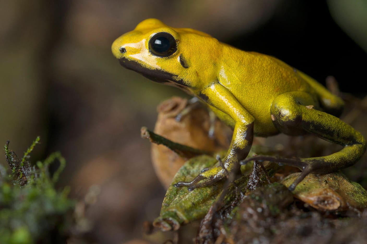 Pfeilgiftfrosch in freier Laufbahn: Die Amphibien zählen zu den giftigsten Tieren der Welt.