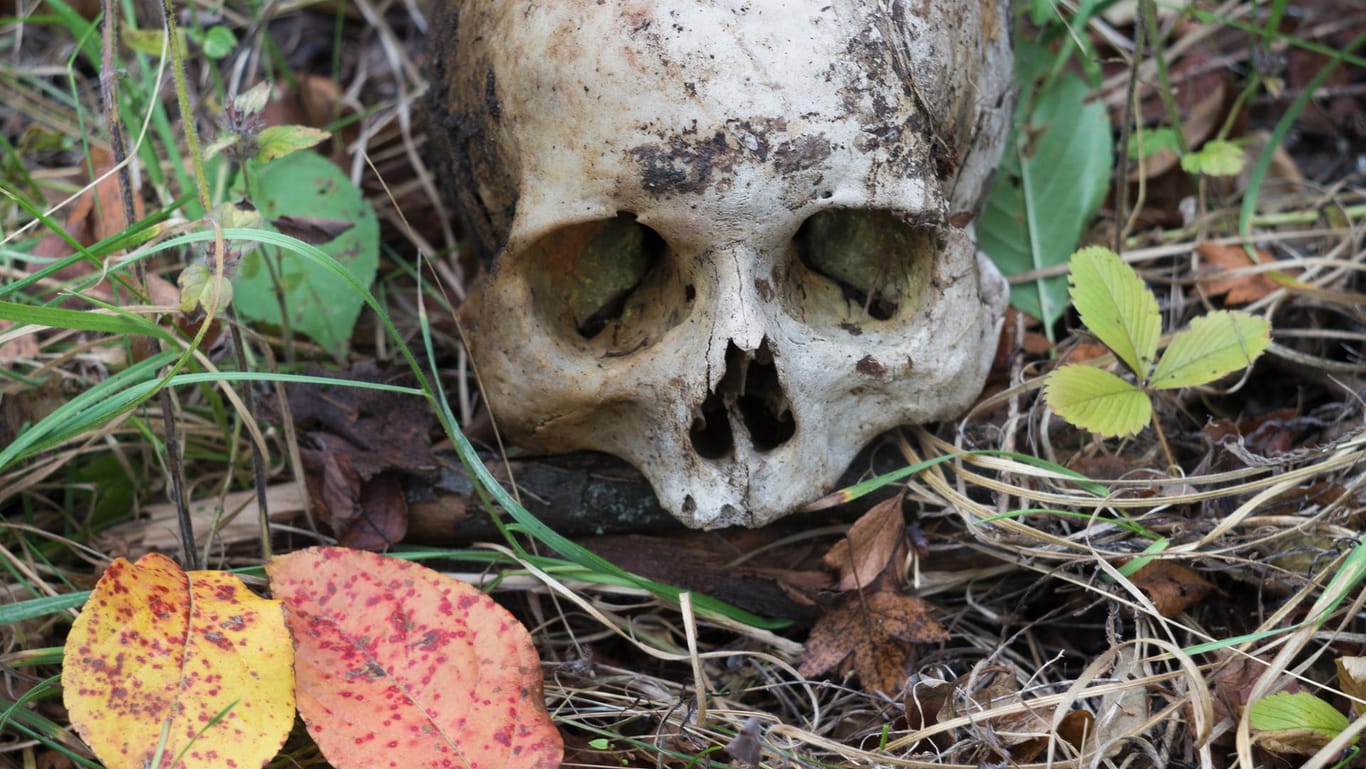 Ein menschlicher Schädel liegt auf dem Waldboden: Ein DNA-Test soll Gewissheit über die Identität des Toten bringen. (Symbolbild)
