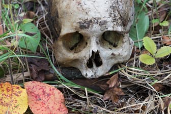 Ein menschlicher Schädel liegt auf dem Waldboden: Ein DNA-Test soll Gewissheit über die Identität des Toten bringen. (Symbolbild)