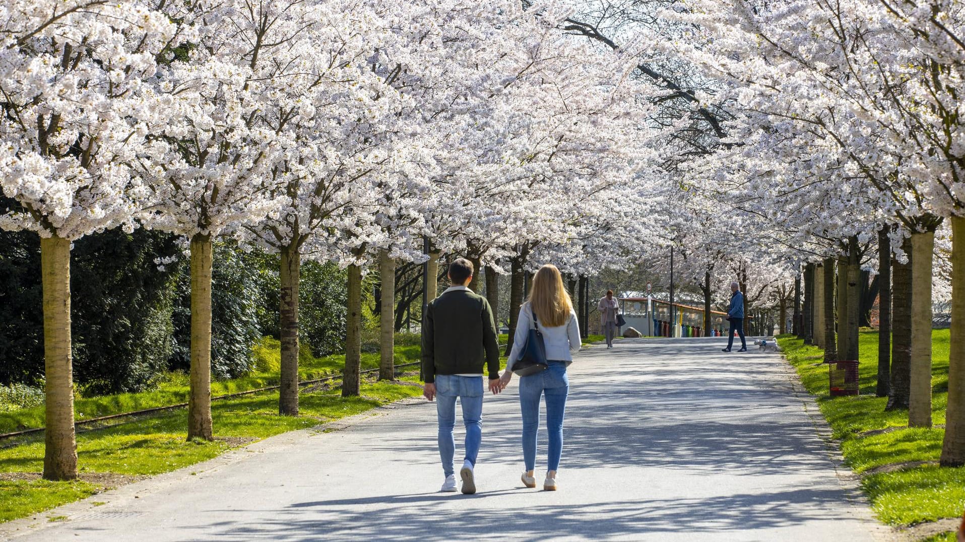 Blühende Bäume im Essener Grugapark: Der Park, Spiel- und Bolzplätze sind wegen der Coronavirus-Pandemie geschlossen.