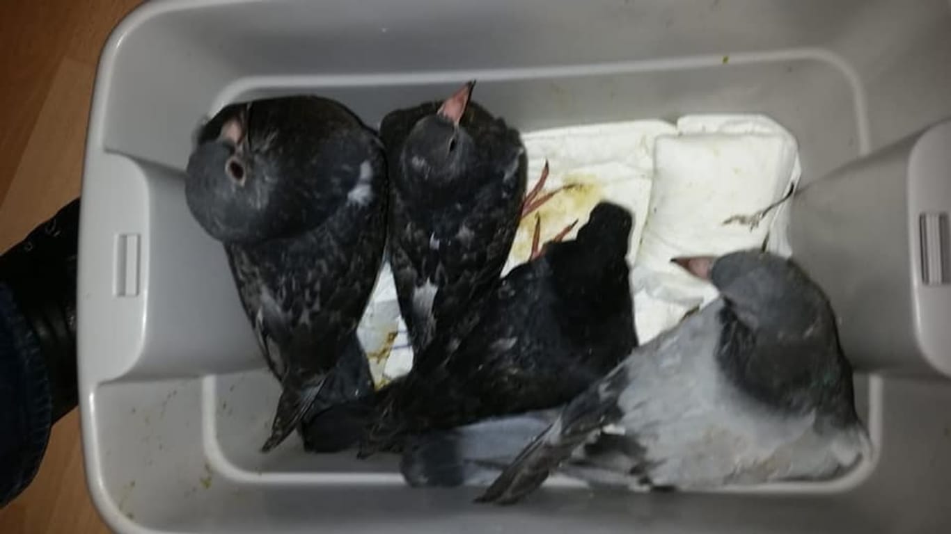 Tauben in einer Kiste: Sie werden in ein Taubenhaus transportiert.