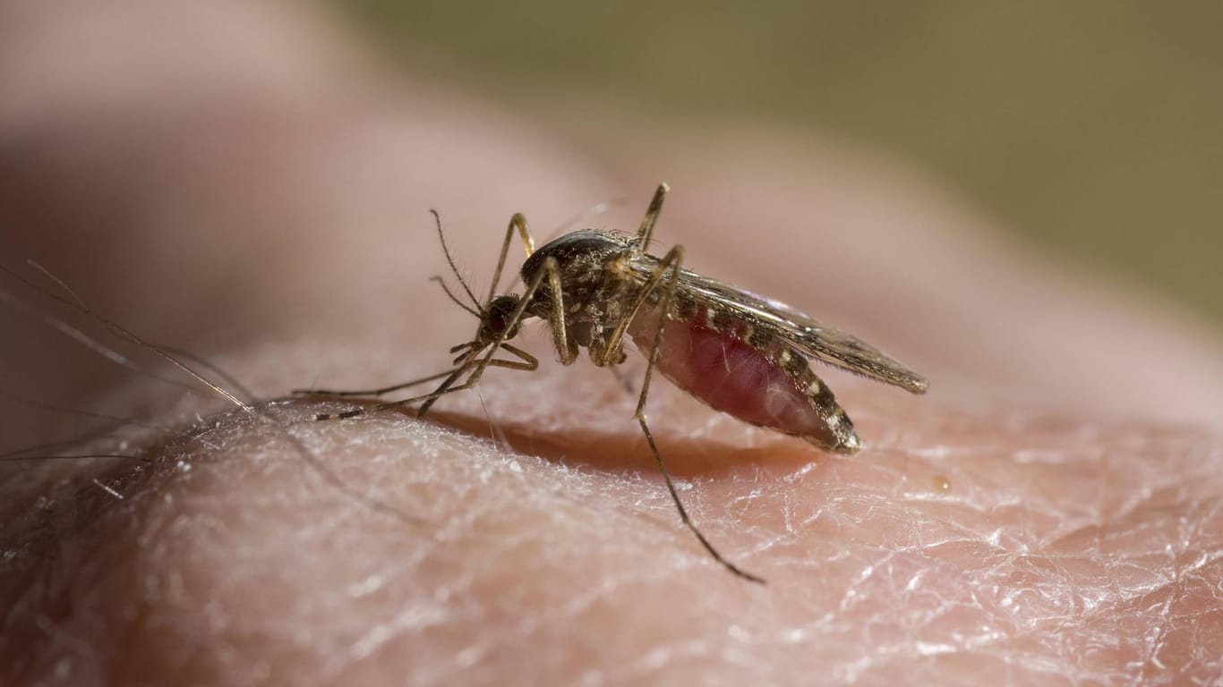 Mücke: Es ist nicht mehr auszuschließen, dass auch heimische Mückenarten Das West-Nil-Virus übertragen können.