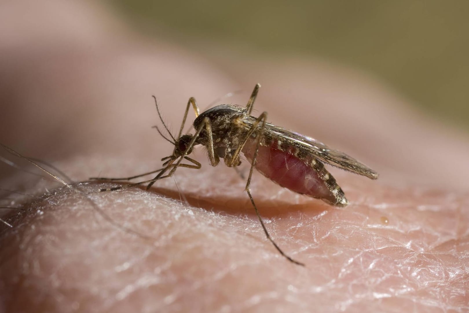 Mücke: Es ist nicht mehr auszuschließen, dass auch heimische Mückenarten Das West-Nil-Virus übertragen können.