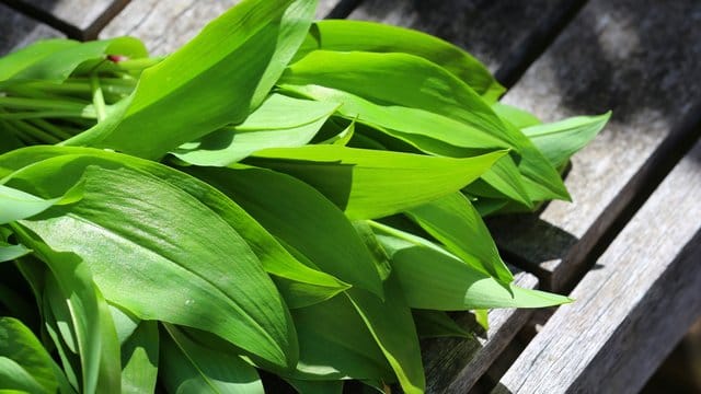 Bärlauch hat im Frühling eine kurze Saison.