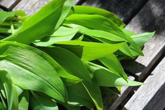 Bärlauch hat im Frühling eine kurze Saison.